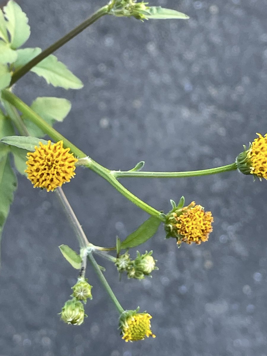 ppEe7o6WPD84100's tweet photo. コセンダングサ🌼✨

キク科センダングサ属✨熱帯アメリカ原産✨花びらが無く黄色の筒状花が球状に集まって咲く✨樹木のセンダンの葉に似てるので由来✨種は棘のある細長い球状で衣類や動物にくっつく仕組みになっている✨花言葉は近寄らないで・味わい深い✨近寄り難い人は実は味わい深い趣きがある🙏 https://t.co/2zWOfdVGx7