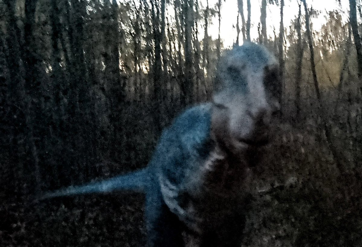real_alberto17's tweet photo. BotM Gorgosaurus photo shoot.

#BotM #Gorgosaurus #toyphotography #dinosaur https://t.co/J30JUw2Q7Y