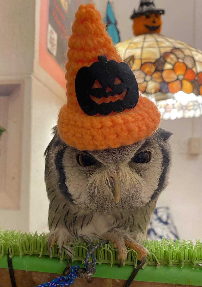 fukurounomise00's tweet photo. こんにちは☀️

🎃🦉ハロウィン帽子がかわいいクロエちゃん🧡

ハロウィン帽子をちょこんとかぶったクロエちゃん🎃💕
とってもお似合いで、かわいさ倍増です😍✨

こんなにかわいい姿でお出迎えされたら、思わず笑顔になっちゃいますね🥰🧡
ぜひクロエちゃんに会いに来てくださいね📸🦉

🎉 3連休最終日の本日10/12(月・祝)も営業します！ 🎉

⏰ 営業時間 11:00〜20:00

連休最後のお出かけ先はお決まりですか？😊
まだ予定が決まっていない方は、ぜひ月島のフクロウさんたちに会いに来ませんか？🦉💕

個性豊かなフクロウさんたちとふれあったり、かわいい姿を写真に撮ったり📸🤍
のんびり癒やしの時間を過ごしていただけます✨

月島名物のもんじゃ焼きと一緒に楽しむお出かけもおすすめです😋💕

ご家族やお友達と一緒に、もちろんおひとりさまも大歓迎です♪

📩 ご予約・お問い合わせはXのDMからお気軽にどうぞ！

かわいいフクロウさんたちが皆さまをお待ちしています🎃🧡

3連休最終日も、皆さまのご来店を心よりお待ちしております！ 🦉💖

#フクロウのみせ #月島フクロウカフェ #フクロウカフェ #クロエちゃん #ハロウィン #ハロウィン帽子 #フクロウ #月島 #月島もんじゃ #3連休最終日 #東京お出かけ #癒やしの時間 #フクロウ好きと繋がりたい