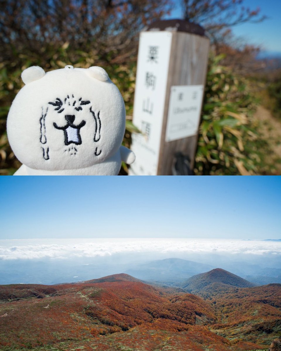 maenatsuno's tweet photo. ほんとに綺麗だった！弾丸で大変だった面もあったけど大満足

📍栗駒山
#栗駒山 #神の絨毯 https://t.co/6AwVqLsYK1