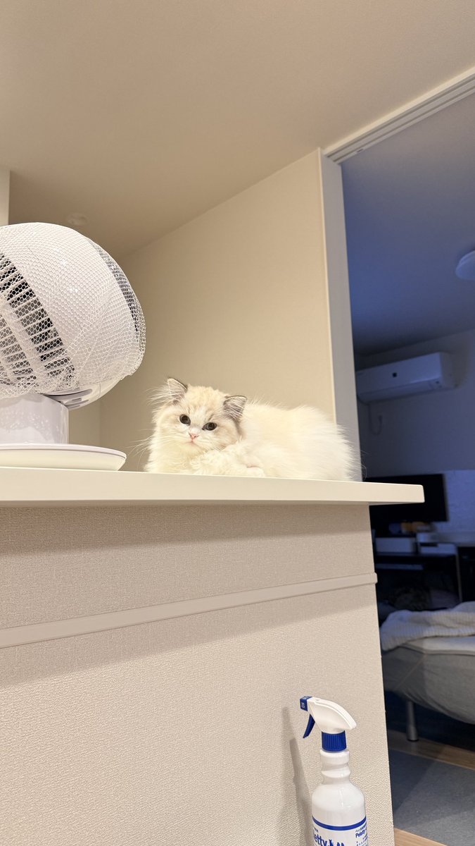 yukimi_22753's tweet photo. 最近キッチンカウンターがお気に入り https://t.co/p7y1DSy902