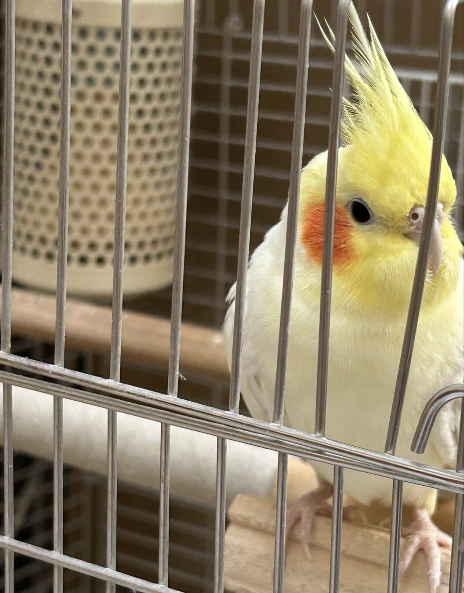 chocobo_shun's tweet photo. 一年ぶりの生まめさん。
かわええのぉ🩷

このほかより隙間がある場所はあにさんが撫でられるようにひん曲げたそうな。(笑)
私が指を入れると逃げられます。

ちぇっ(･ε･`(･ε･`(･ε･`(･ε･`*) https://t.co/hkN6wEQthM