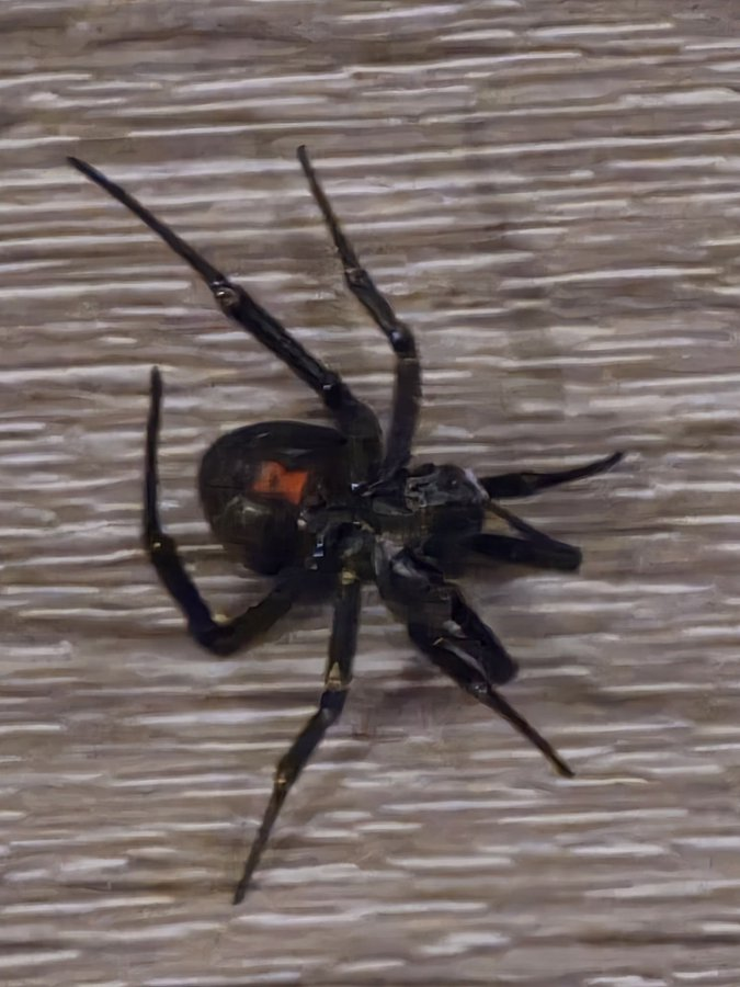 Alice_708T's tweet photo. Anyone know if this is poisonous? https://t.co/QkZa2RcX9E