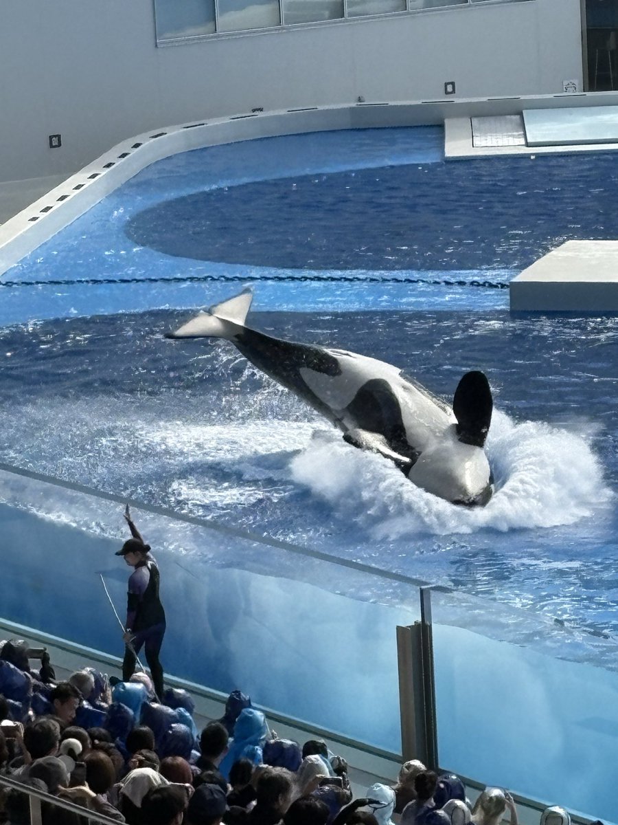 Larks_BPSR's tweet photo. おばレゾでございます。
法事で親戚が集まり、甥っ子達を水族館に連れてってと言われ安請け合いをした昨日のワシ
後悔しても遅いのじゃ
子供の体力舐めたらアカン_(-ω-`_)_
休めたのはショーやってる時だけやぞ

それはさておき、運営さ～ん！
尻尾の衣装に魚欲しいです‼️
ゼンゼロのエレンみたいな！ https://t.co/S4IoCaM5Ry
