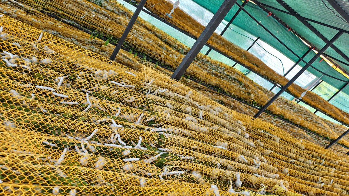AgriGoI's tweet photo. Growing with integrated farming &amp; Sericulture!🌱🐛 

Reshimgold Farmer Producer Co Ltd. #FPO from #Yavatmal #PMDhanDhaanyaKrishiYojana district #Maharashtra
FPO Contacts: Ravindra raut 8857091111

Click to buy products directly from FPO
https://t.co/XaKl90NWgT

#DDKY https://t.co/vMabYDsucR