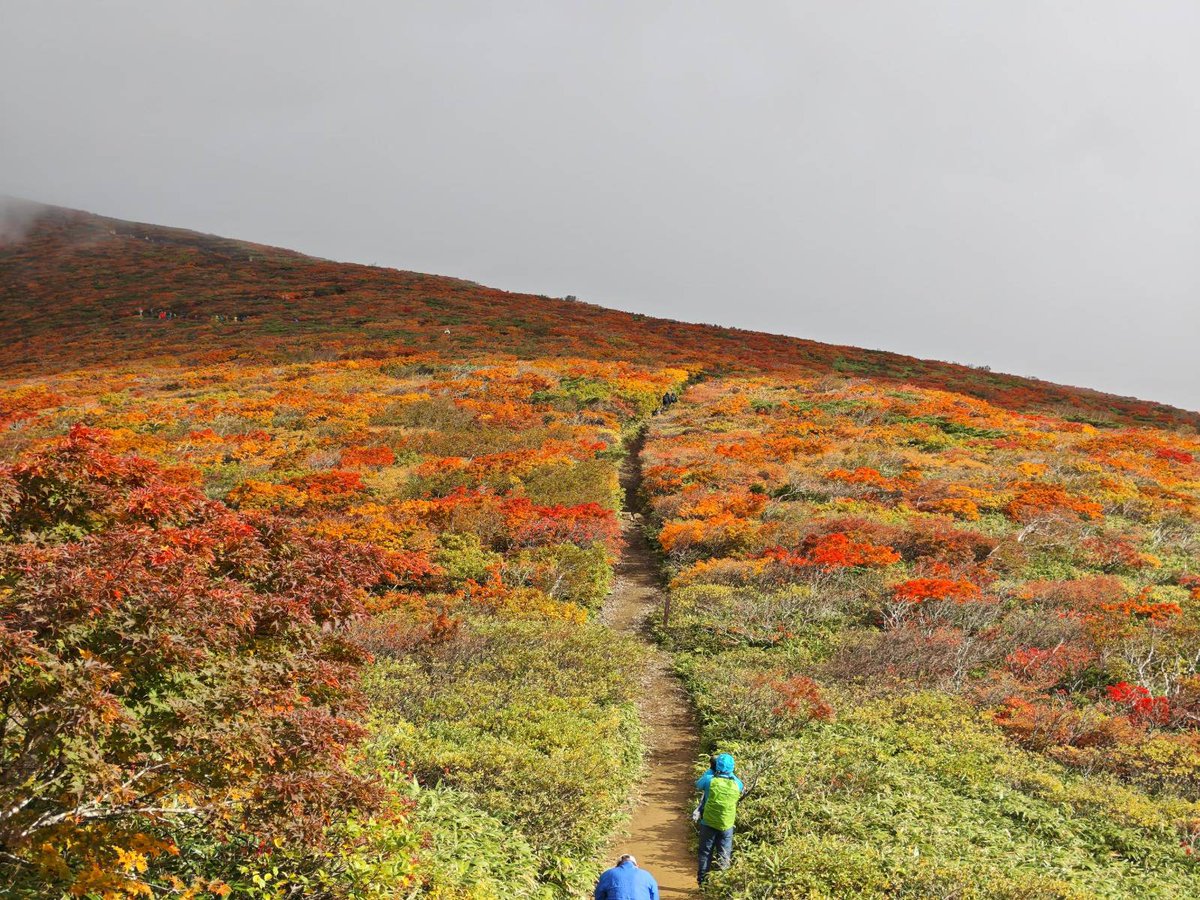 ntk_note_01's tweet photo. 🍁栗駒山｜2026.10.10
山肌一面に広がる赤、橙、黄色の紅葉。
雲の切れ間から差し込む光に照らされて、まるで山全体が輝いているよう。
一歩進むたびに景色が変わり、何度も足を止めてしまった。
やっぱり秋の山は最高だ⛰️ https://t.co/pBhZQDrPkC