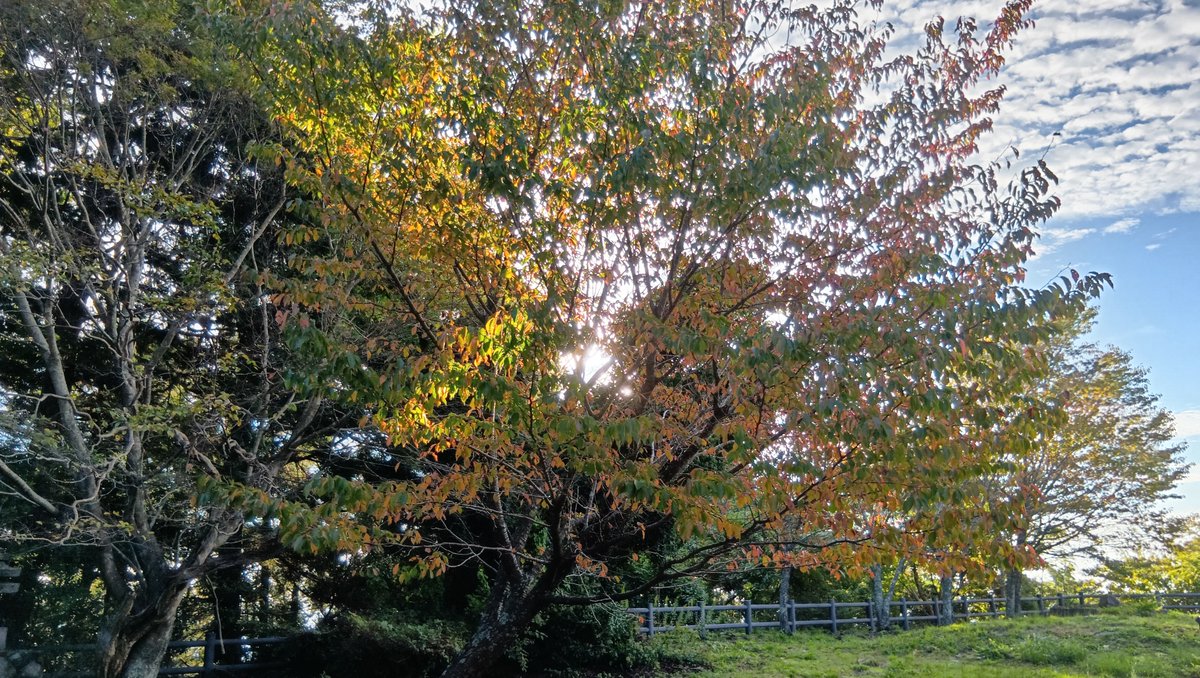 halxyzon's tweet photo. 土曜日の午前中も中距離の山歩きしたし昨日も結構身体動かすことしてたので今日は家でゆっくりするつもりだったけどいくつか考え事があったので夜明け前から山歩きしてきた。
雲がいつのまにか秋らしくなってた。 https://t.co/n8un8FVgUM