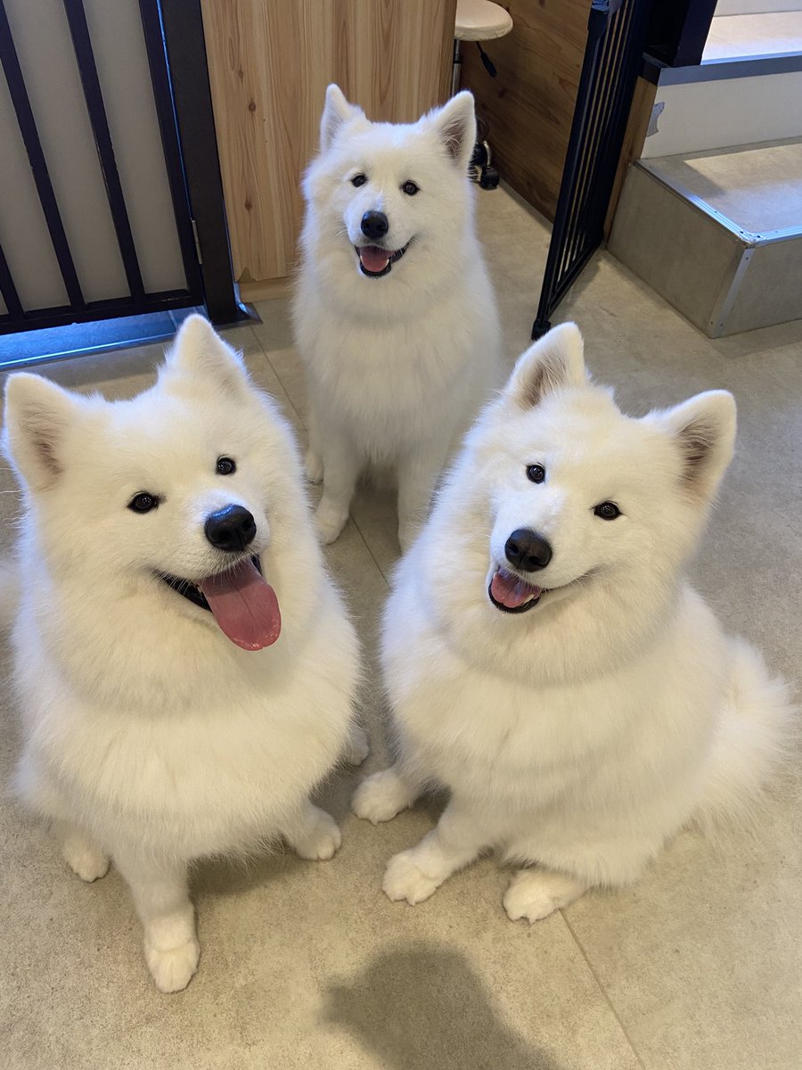 samoyed_cafe's tweet photo. モフモフ三銃士 https://t.co/NUOQZZDm2W