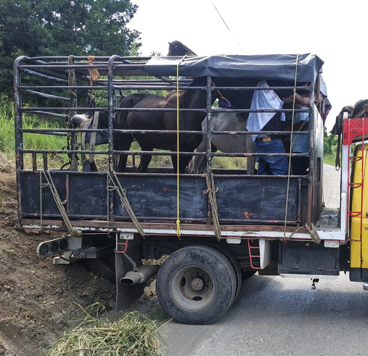 ciberjet24's tweet photo. Segunda tarde de toros Coleados en la Feria del Liqui liqui.
Llevamos 2 Caballitos.
#Cua
#vallesdeltuy
#venezuela
#toroscoleados https://t.co/aXz9lxoDK4