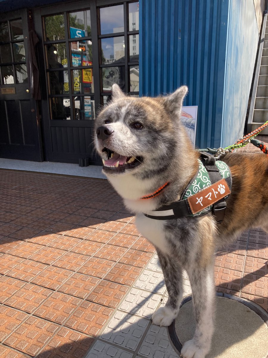 gingapopup tweet picture