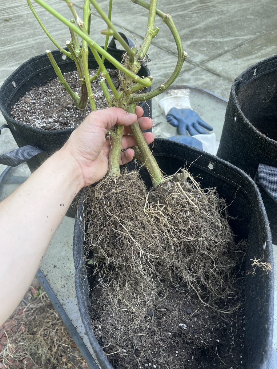 Neefeweed's tweet photo. With great roots comes great responsibility. https://t.co/dcvmhnKNrC