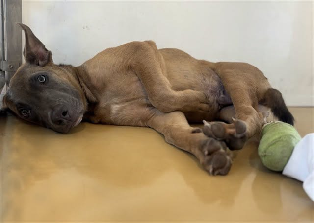 cashsmama08's tweet photo. 💔BURGER has such a sad story and now he's going to be euthanized Wednesday 10/14 if No one saves him💔
📍SAN BERNARDINO, CA SHELTER
💔His Story: Burger was surrendered by his owner in August 2026. He was very thin and lethargic and had several scars around his muzzle, face and chest. Within a couple of weeks, he became very sick. He clearly was never vaccinated or given proper care. PCR test results showed Mycoplasma cynos +, Canine Pneumovirus +
He was treated with antibiotics and has since improved, but he's so terrified in the shelter. His past life must have been HELL for him.
Burger is now on the 10/14/26 euthanasia list at City of San Bernardino Animal Services for the length of time he's been there. No one wants to adopt a scared and scarred dog. I hope a kind soul feels this is their mission and saves Burger's life. He deserves it.🥺❤️🙏
Here's his info:
#A596670
Gender: Male
Weight: I weigh approximately 38.00 lbs.
Age: Approximately 1 year old
Needs Placement By: 10/14/2026
Description: was surrendered to the San Bernardino City Animal Shelter on 08/10/2026