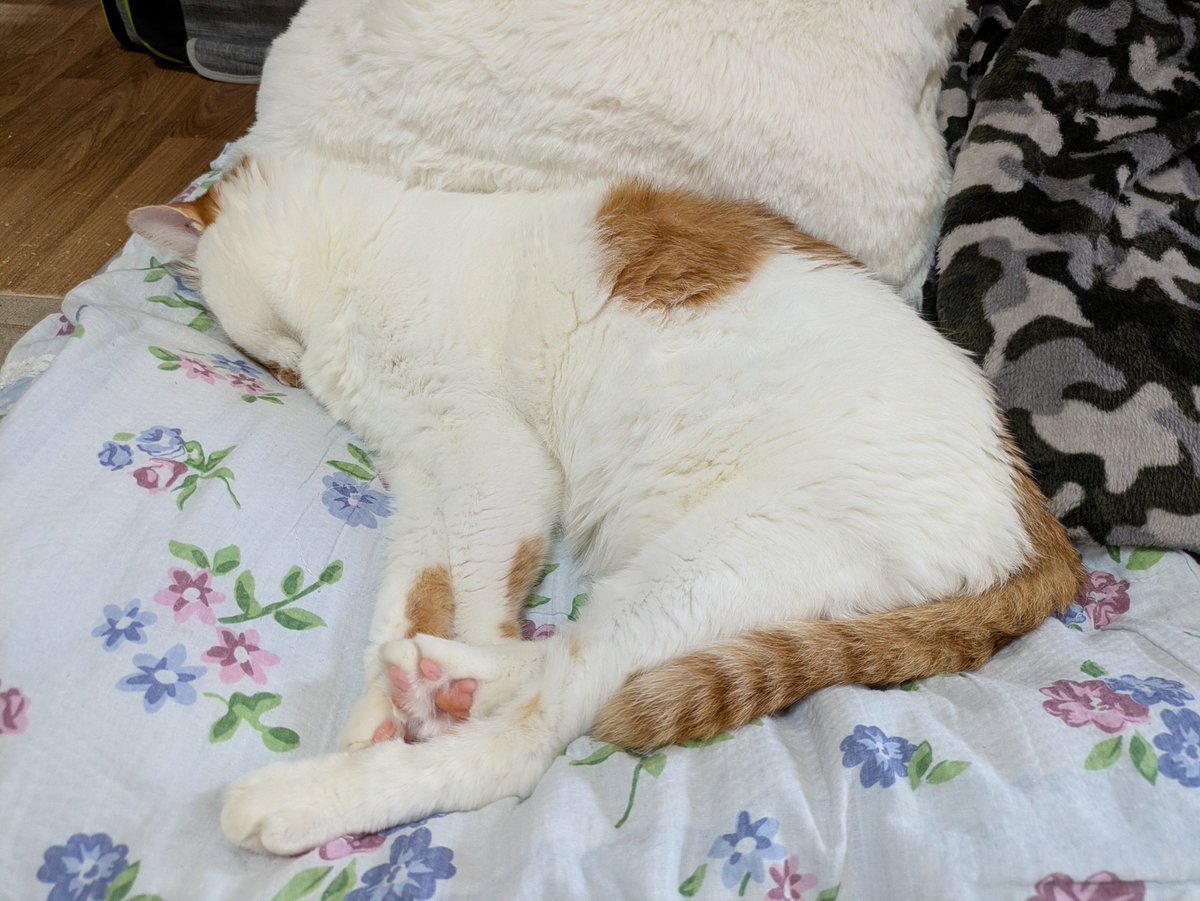 chiren4aryo's tweet photo. 駅伝終わったけど、熟睡してるのでお風呂は夜にします。

#猫のいる暮らし 
#猫のいる幸せ 
＃保護猫
＃野良猫
#猫好き
＃犬好き https://t.co/bDb2lsD7Vg