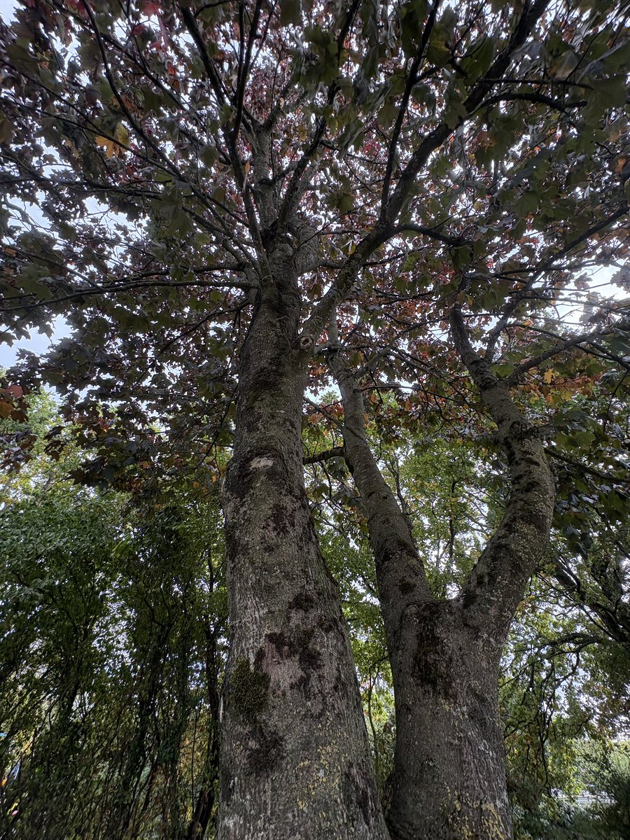 ExeterTrees's tweet photo. Purple Norway maple https://t.co/LpAUW3P5vA