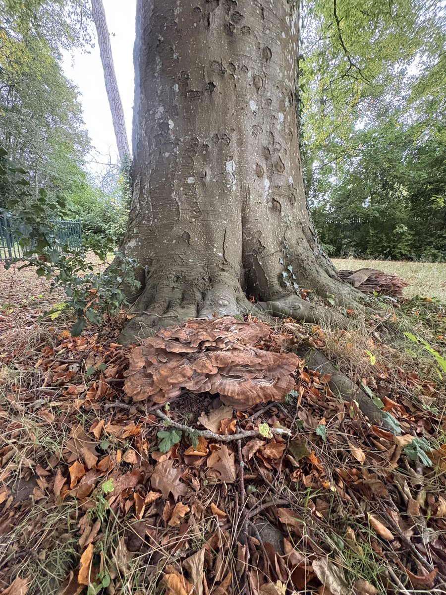 ExeterTrees's tweet photo. More giant polypore fungi on copper beech https://t.co/w8SPvLfdRF