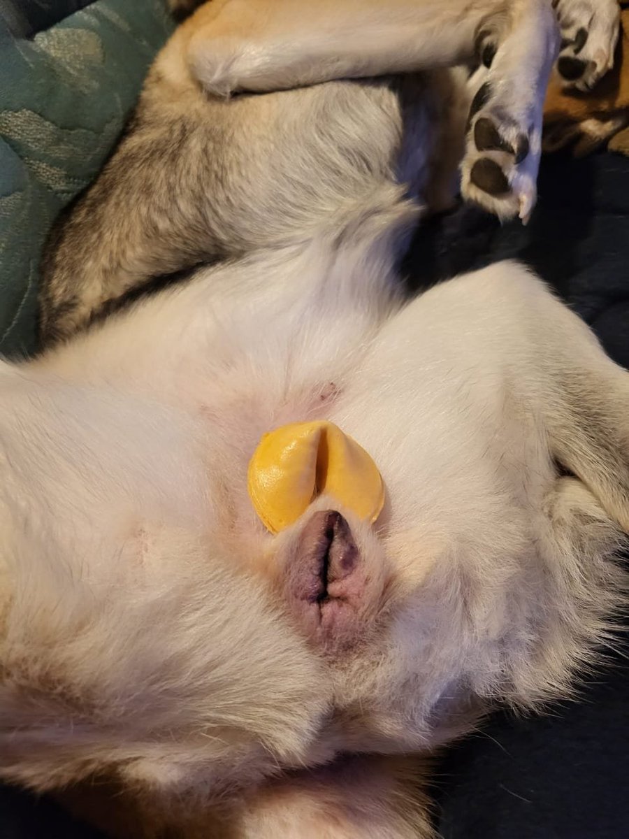 kinkypupppy's tweet photo. Cookie Time 🍪

Just my satisfied dog girl 🐕‍🦺 who loves sleeping in a revealing manner 

Beautiful pose position from this #paw queen 💦

#zoopositivity  #zoopride #puss https://t.co/xTeSHCvBAD