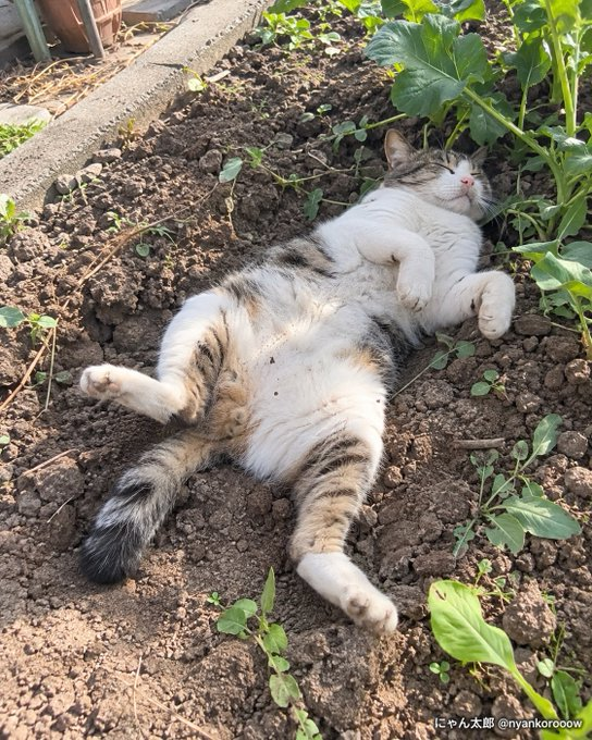 Laperri41324215's tweet photo. 家庭菜園を始めた。  土が硬かったので、週末を使って耕した。  石を拾って、雑草を抜いて、野菜が育ちやすいように土をふかふかにした。  翌朝、畑に猫が寝ていた。  まあ、たまたまだろうと思った。  次の日もいた。  その次の日には、もう仰向けで寝ていた。  どうやら相当気に入ったらしい。 https://t.co/ttAbWAUd7D