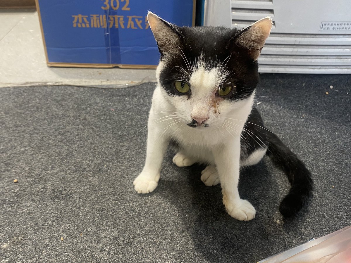 Qingwuya925's tweet photo. 遇到一只八嘎猫还有一只揣手咪好可爱呀！ https://t.co/4BcrWzGIAR