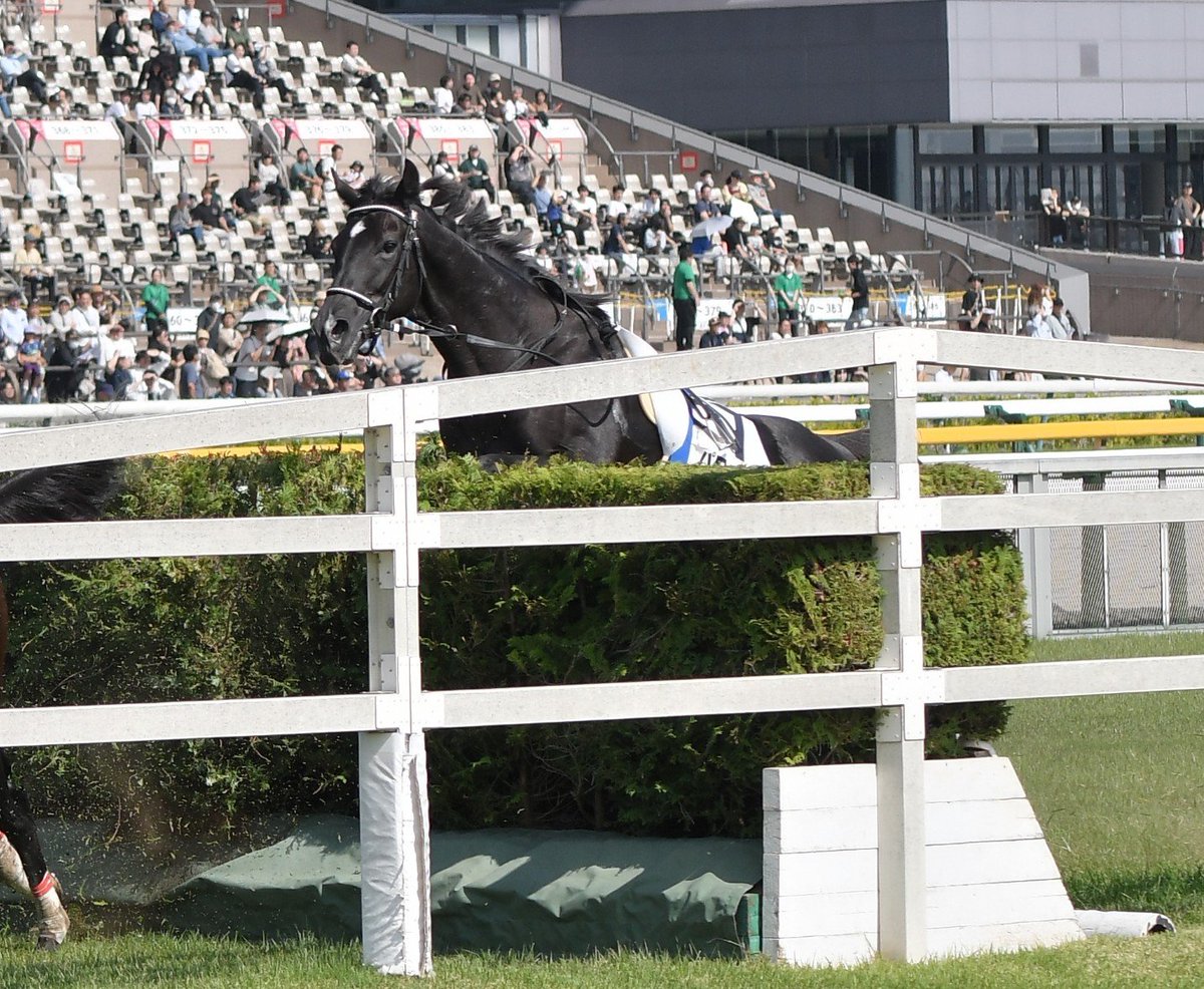 win027's tweet photo. 東京4R障害未勝利戦
⑦パワーホール号
まさか空馬で障害レース走りきって自分で地下馬道にもどる賢い馬がいようとは https://t.co/a6WTwsdM8P