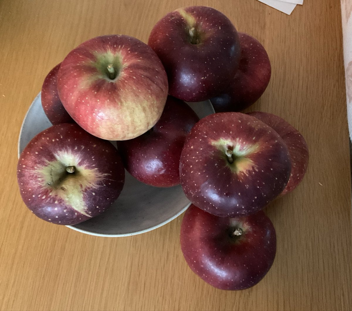 DJ_kennel's tweet photo. 婿入り先から結納品🍎をいっぱい頂きました🤗
🐶たちは大喜び❣️
アップルパイ作ろうっと😍
#マルチーズ #仔犬のオーナー様募集中 https://t.co/sfLSg2ZF4a