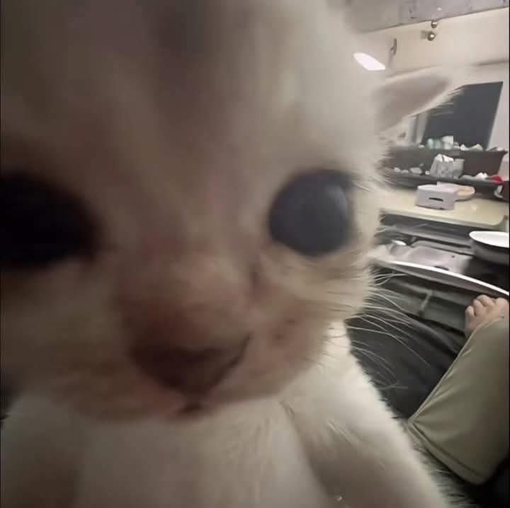 ZackAlt_2005's tweet photo. @LilyMoonX_ Que? Cómo te acuchillaste? Estabas jugando.. además como uno de plástico? 🤔 https://t.co/P8IVwA6nBD