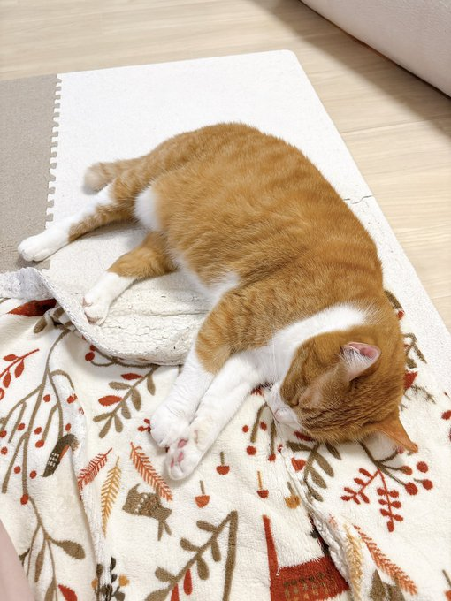 takem1ho's tweet photo. あったかいブランケットの上で、ぐっすり眠るおデブな茶トラ😺 https://t.co/pClWhviOKS