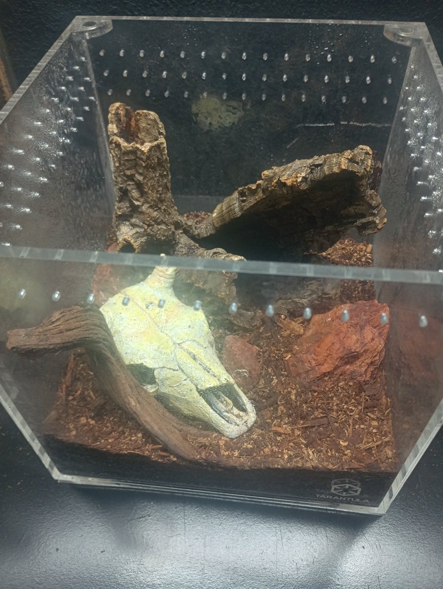 tarantuladad54's tweet photo. New arrival https://t.co/4HroRWEM8b