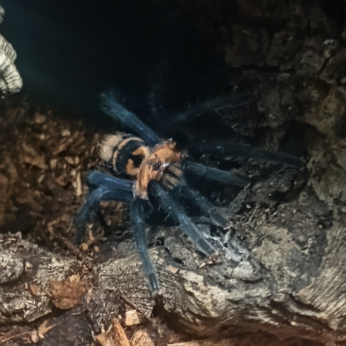 tarantuladad54's tweet photo. New arrival https://t.co/4HroRWEM8b