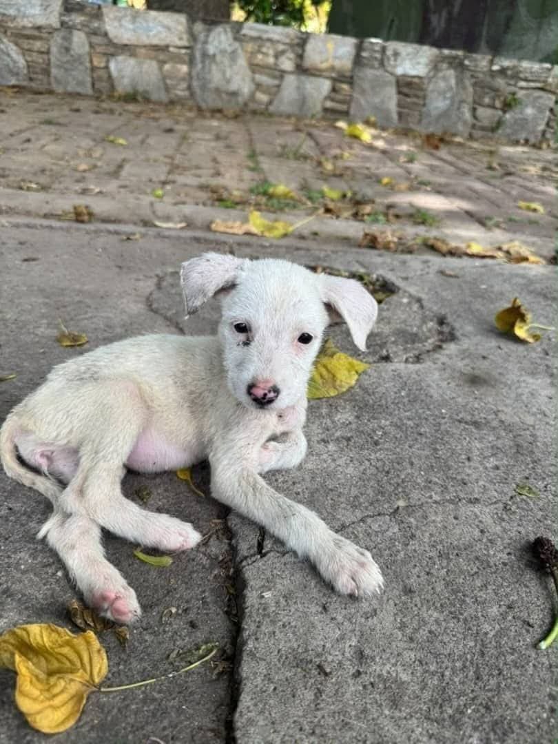PerroUsuario's tweet photo. En adopción responsable. 
Caracas 
Contacto 0412-1504511
Esta cachorra tiene 3 meses aproximadamente. 
Está desparasitada y libre de pulgas y garrapatas. 
Si no la puedes adoptar podemos apoyar difundiendo https://t.co/6bCKp3Cb1M