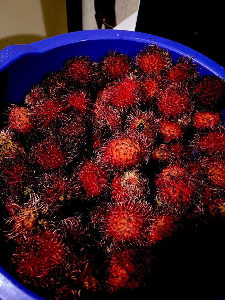 susi_V95's tweet photo. Abro debate para mis Armys mexas: como le dicen, rambutan o lichis??? 

Aclaro que soy de Chiapas y rambutan y lichis son dos frutas diferentes que se parecen. 

Для моих русских: вы знаете этот фрукт здесь, в Мексике, мы называем его рамбутан или личи🇲🇽💗🇷🇺

#nomedejenenflop💔 https://t.co/K0yyTrIAUo