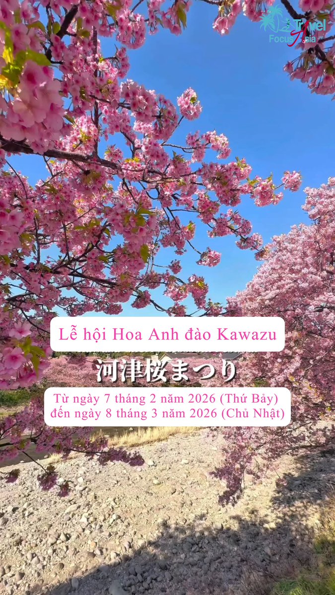 RenatoEl23's tweet photo. Kawazu Sakura ở Shizuoka nở từ đầu tháng 2, nhuộm hồng dòng sông Kawazu với hàng nghìn cây anh đào. Lễ hội lần thứ 36 diễn ra từ 07/02 đến 08/03/2026, cách ga JR Kawazu khoảng 10 phút đi bộ. https://t.co/jchV8tjxoL