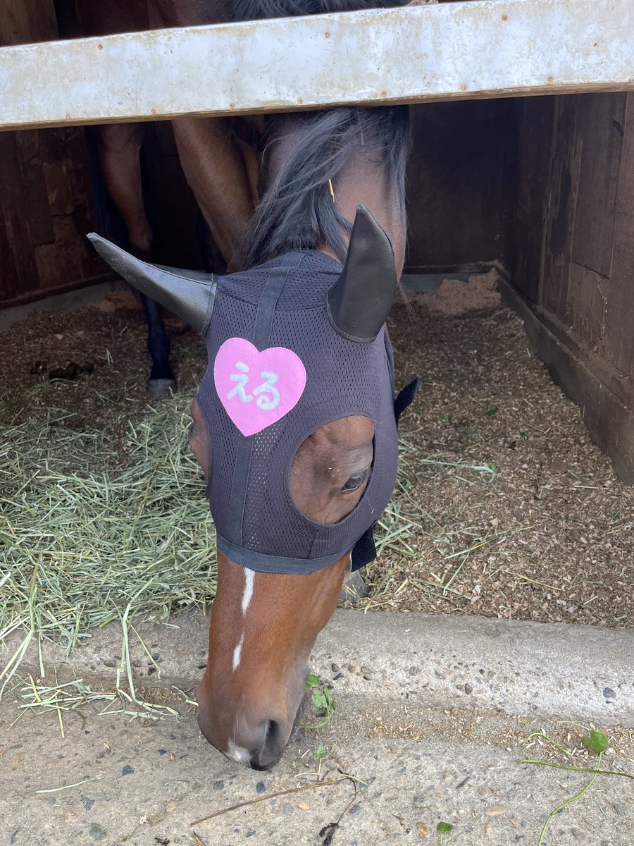 aorakipounam's tweet photo. 🩷スノーエルヴァ枠順確定🐎
スノーエルヴァがいよいよ今週水曜日に川崎デビューを迎えます🥰
後2日ありますがとりあえず無事にここまでこれたこと佐藤厩舎の皆様ありがとうございます😊🙏
枠順も決まってなんと6枠6番‼️てことはポウナムカラーの緑色💚(ポウナムの馬名はニュージーランドの先住民族マオリの言葉で翡翠(緑の石🪨🟢)
勝手に運命を感じちゃってます💚😘
お姉ちゃんは茨城からファミリーパワー送るから無事に戻ってきてねぇ💚
お兄ちゃんはきっとお空から🩵
#アオラキファームあるふぁ　#スノーエルヴァ　#川崎競馬　#佐藤博紀厩舎
#ポウナム　#ポウナム馬名の由来　#無事に完走何卒