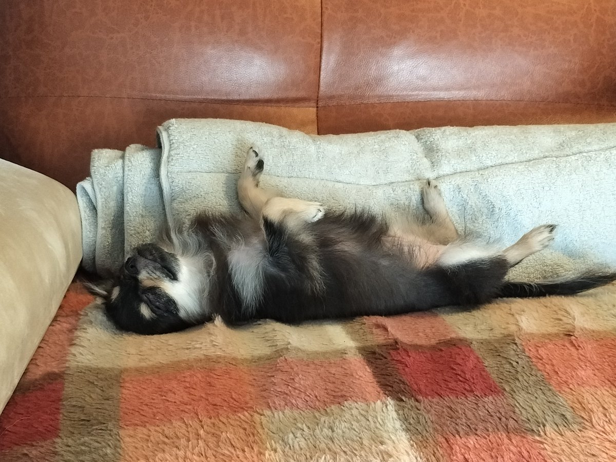 esd20081013's tweet photo. 愛犬はご覧の通り寝ているので、この隙に仕事済ませてます。

起きたらご飯あげたいと思います😊 https://t.co/8xYwMD7R2E