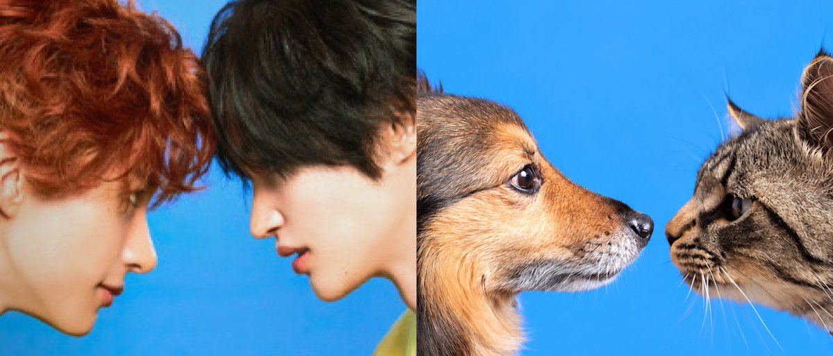 1bin_b1ack's tweet photo. 🐶🐱🥊 https://t.co/RMIJT2MQR9