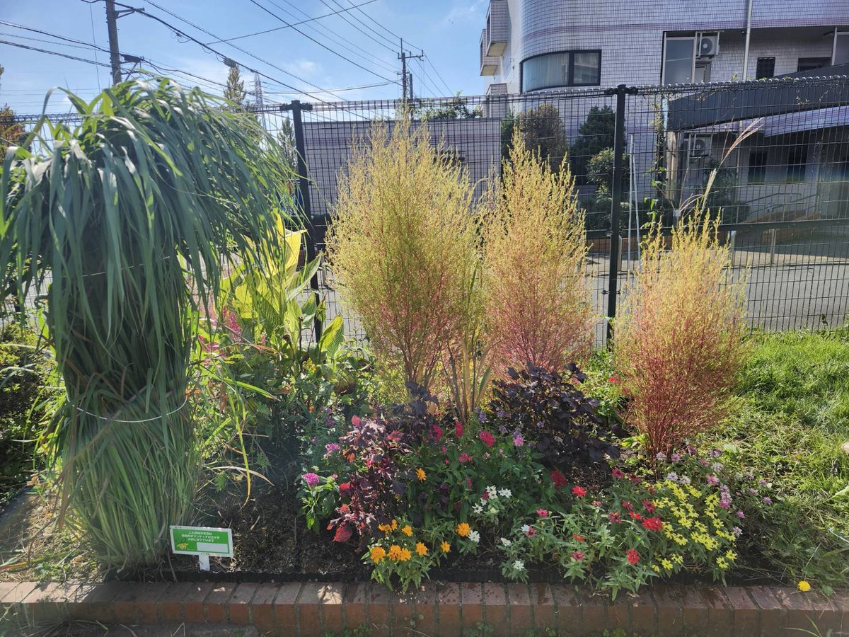 3tsuyanagi's tweet photo. 今朝は、区民協働花壇　#西大泉トトロくらぶ の #花壇のお手入れ から出発🌼夏に大輪を咲かせたロシアヒマワリにサヨナラして、伸びすぎた花たちをカット。#コキア が赤く色付いてきました✨
アブが花の蜜を吸う姿も📷✨
愛でる楽しさ+生態系を守る花壇の役割を再確認。

今日も元気に皆様のもとへ🚴 https://t.co/7EaW8msbqt