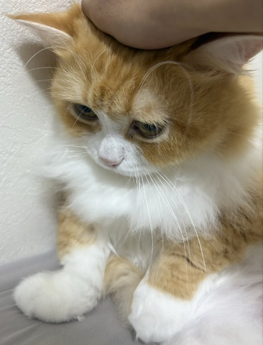 EIEVUI_0101's tweet photo. 頭を撫でられて少ししょんぼり。もふもふな猫が可愛すぎる🥺 https://t.co/HUdfyWpN9A