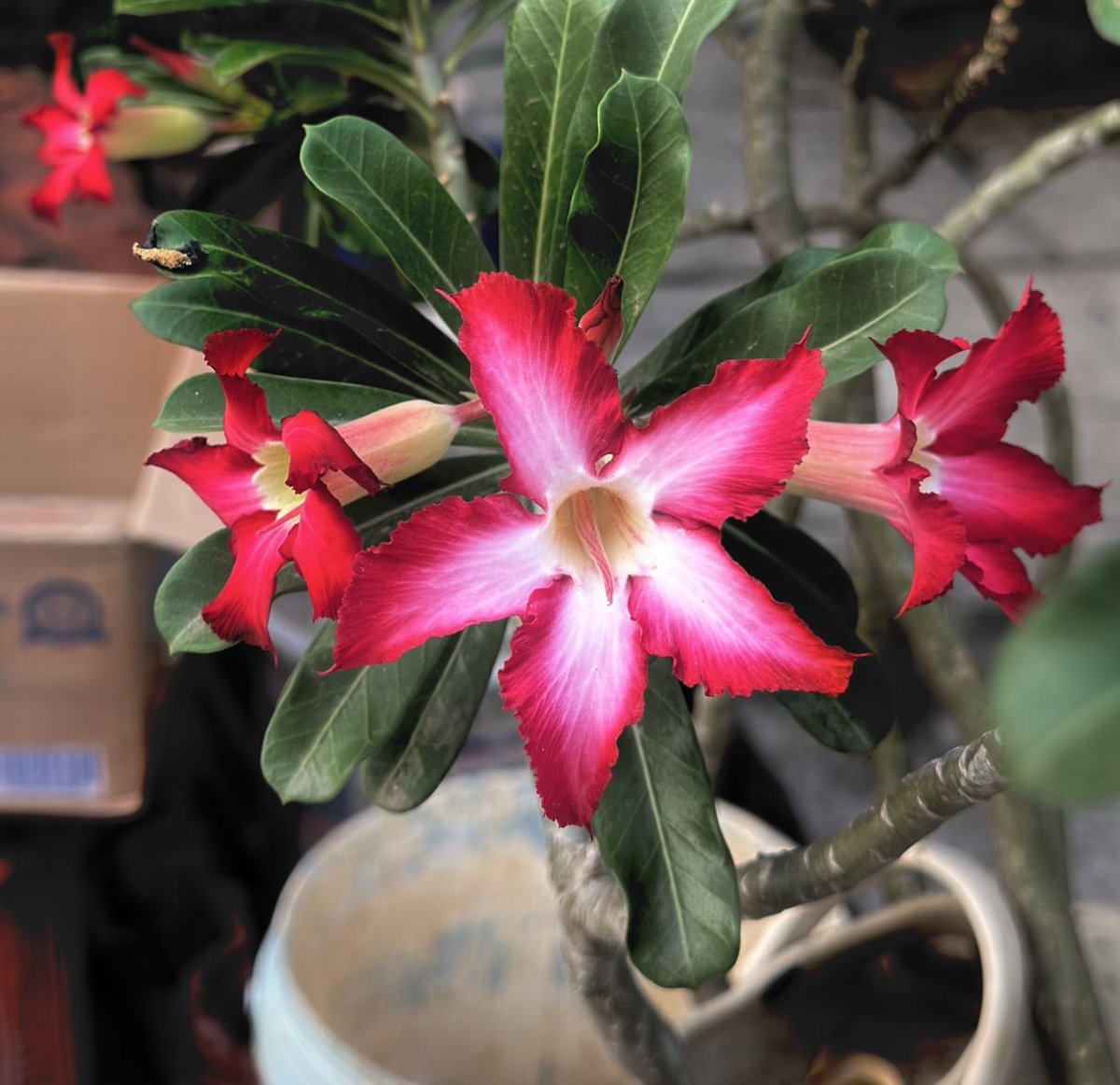 akutemaram's tweet photo. #Adenium https://t.co/6TaEdA7dqX