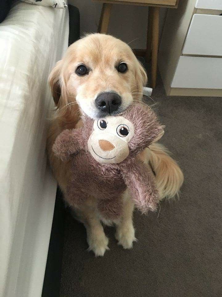 puppiesDoglover's tweet photo. https://t.co/6pJbgnO6O5