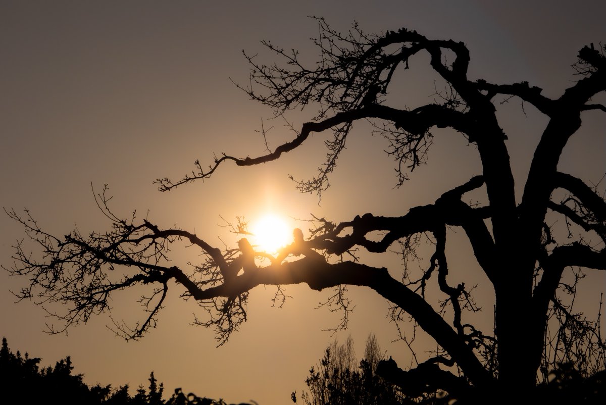 glmsrfdn1's tweet photo. Finding beauty in trees: bare branches against the sky, shadows on walls, and last light caught between them. Sometimes a subject, sometimes a frame—thousand lines rearranging the world. Prague, Czech Republic https://t.co/fXuydY8rXj