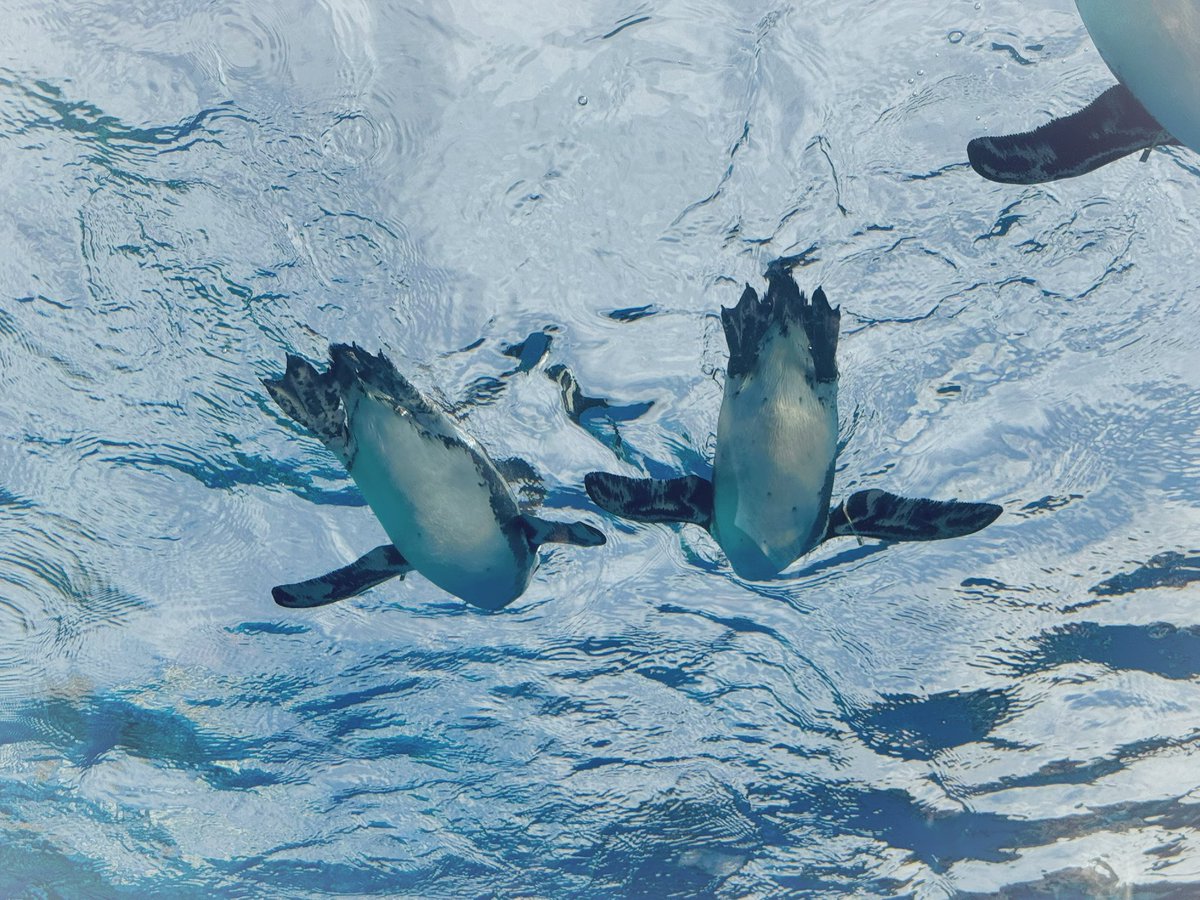 nakayan0110vrc's tweet photo. 水族館、行ってきました〜！
たまたまイグアナさんのご飯タイムで、めちゃかわでしたっ
天気良くて、外にいるペンギンさんも気持ちよさそうでしたよ〜！

でもやっぱり好きなのはクラゲ〜🪼🫧 https://t.co/yyP6gK4WEj