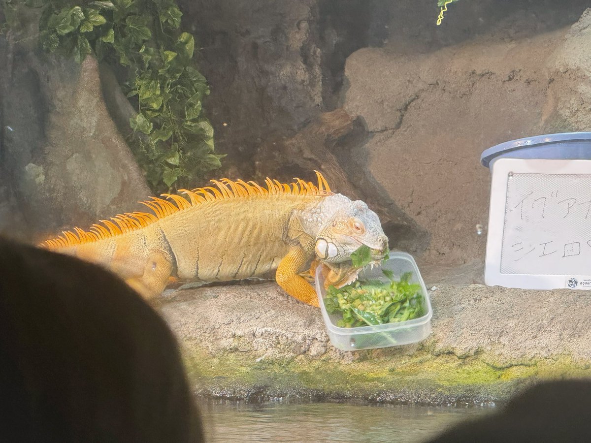 nakayan0110vrc's tweet photo. 水族館、行ってきました〜！
たまたまイグアナさんのご飯タイムで、めちゃかわでしたっ
天気良くて、外にいるペンギンさんも気持ちよさそうでしたよ〜！

でもやっぱり好きなのはクラゲ〜🪼🫧 https://t.co/yyP6gK4WEj