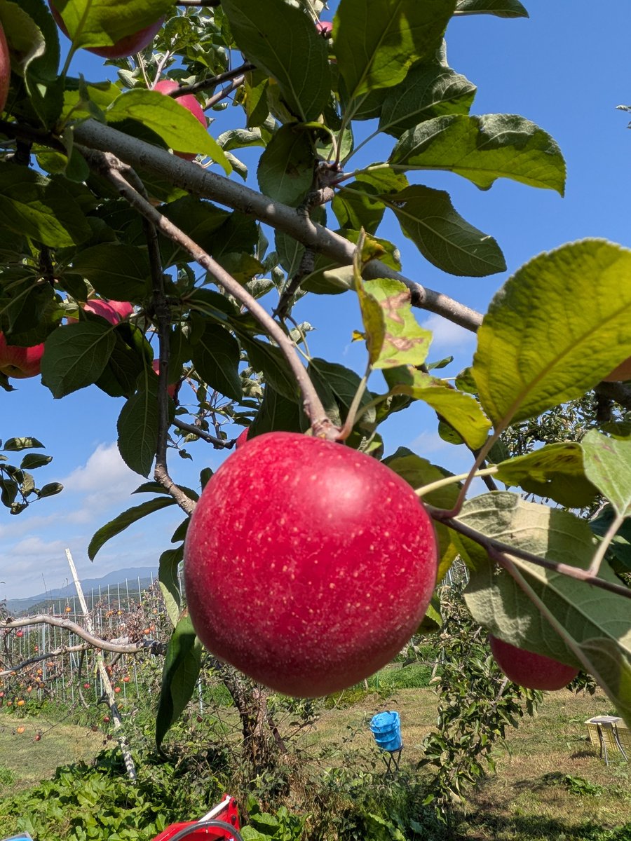 kym_ringo's tweet photo. シナノスイートの収穫のあいまにシナノホッペの葉摘み作業です🍎
青空に後押ししてもらい、あの作業この作業とこなしていくか〜💪 https://t.co/PbTsvyR4Vf
