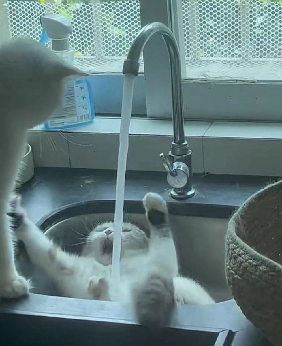 bazkosume's tweet photo. 水に襲われる猫とそれを特等席で観察する猫 https://t.co/XFoKiI7u10