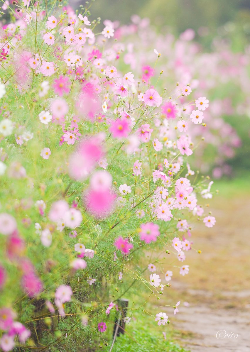 Raspberry_Kiss's tweet photo. カメラ散歩に出かけよう https://t.co/g7SNQYQQRO