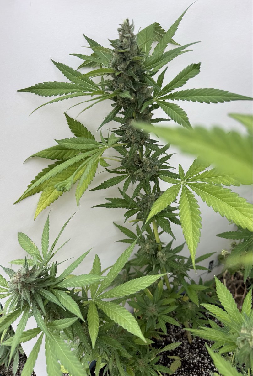 Indicagenomics's tweet photo. Our new line of Sour Blue Lemonade auto flowers are smelling amazing. 

The sour brings some serious flavor to this line. The second generation has a wide range of phenotypes so we pollinated them with the original parent. 
Generation 3 is almost ready. 

Indica Genomics 
Genetics Designed For Production 

#indicagenomics

#cannabisgenetics 
#lasvegaspurplealien
#sourbluelemonade
#goldengrapes
#vegascrush
#blueberryecstasy 
#tissueculture 
#cannabiscommunity
#cannabislifestyle
#cannabisculture
#cannabisindustry
#cannabisbreeding
#cannabis #THC
#cannabisdesign
#cannabiscultivation
#cannabisengineer
#cannabisproduction
#cannabisresearch
#cannabiseducation
#cannabisnews
#cropsteering
#hightimes
#highlife
#sativa
#indica
#stablegenetics