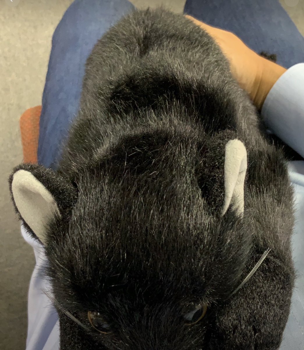 Dousin_kawaii's tweet photo. 皆様おはようございます🙇‍♀️🐈‍⬛
先日ポストしました【日本製　クロネコ】の生地廃盤につきまして

以前より、大手化繊メーカーが糸の輸入をやめるであろうという噂はございました🧐

そして、半年ほど前にいよいよ『もう輸入やめようと思うので、必要な数あったら最後に言ってね？最低ロットあるから、数年分まとめて買ってね？』という様な発表がなされたと聞いております🙇‍♀️

生地問屋の多くが小規模で営業をしている会社が多く、資金と保管場所の確保が難しいため、数年分も帰る業者はほぼいないのではないか、、、、と懸念されておりました🧐

いよいよその生機と原糸の残が尽きかけている状態です🙇‍♀️

代替の生地はあるにはあるのですが、毛足が短く💦
撫でるとチクチクするような感じがあり、��じ型では難しいだろうという結論に至っております🙇‍♀️

クロネコLも他のリアルキャットと同じく、私の話に何度か登場する埼玉県は草加市の仙人👴の遺した型を、正式に受け継いで生産を続けてまいりました🙇‍♀️

獲物を狙う様にお尻を突き出すような、めっちゃ独特のフォルムから『リアルじゃない』というお声も頂きました🙇‍♀️
私もずっと、なぜこの形なの？とは思っていたのですが🧐🧐

膝に乗せたり、背中を撫でたり、抱きしめたり

なんだかフィットする形状でありました🙇‍♀️

型紙を描いて型を作るのが一般的な職人界隈で、何故か段ボールやボール紙で型を作っている事も多く📦

職人が引退し、亡くなる間際に直々に型紙を譲渡されたのですが、他の工場に見せても『何がどうなってるのかわからん』『あの���は昔から、ぬいぐるみ作りに関しては、どういう頭の中身をしているのかわからない人だった』というコメントをたくさん聞くにつけ👂

なんとまあ、やりがいのあるぬいぐるみなのだろうか‼️と感じたことを思い出します🙇‍♀️

その後、弊社スタッフの手で工場生産に使える様に型を修正

今日では山形県鶴岡市の工場で生産されております🙇‍♀️

いつまでやれるかわかりませんが、何かご縁がありましたらとっても嬉しいです🙇‍♀️

何卒宜しくお願い申し上げます🙇🐈‍⬛