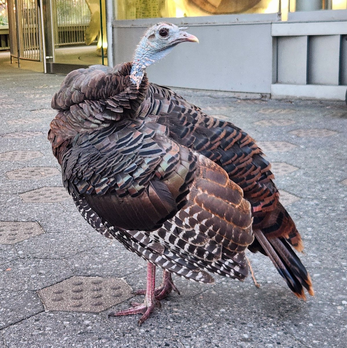 BirdCentralPark's tweet photo. Astoria the Wild Turkey poses in front of a favorite place, the SeaGlass Carousel in The Battery. 🦃 🧡 https://t.co/fsYQKMqYeC