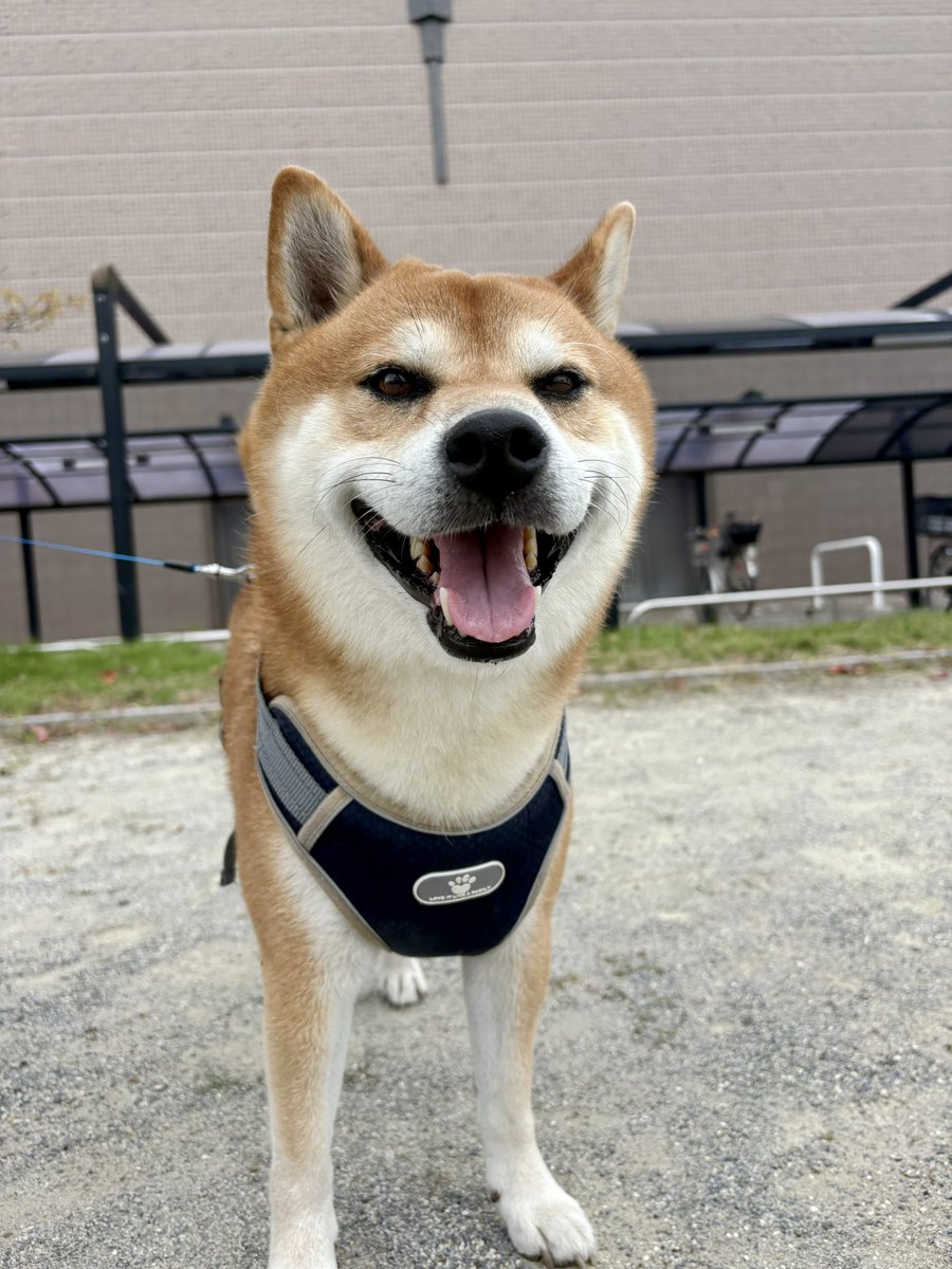 shibainuchataro's tweet photo. さんぽは楽しいのだ！#柴犬 https://t.co/o1DkkU2RmG