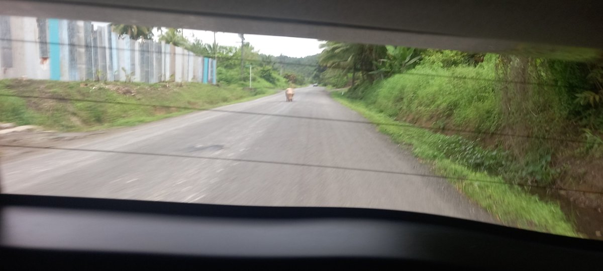 MIsimeli's tweet photo. Walking down the legth of Wailoku Road un escorted middle of the road stroll this afternoon 
Then crossed the bridge over to the school and village area .. qai macala ga o cei caka lovo ni mataka lol https://t.co/P8SqkD0CmJ