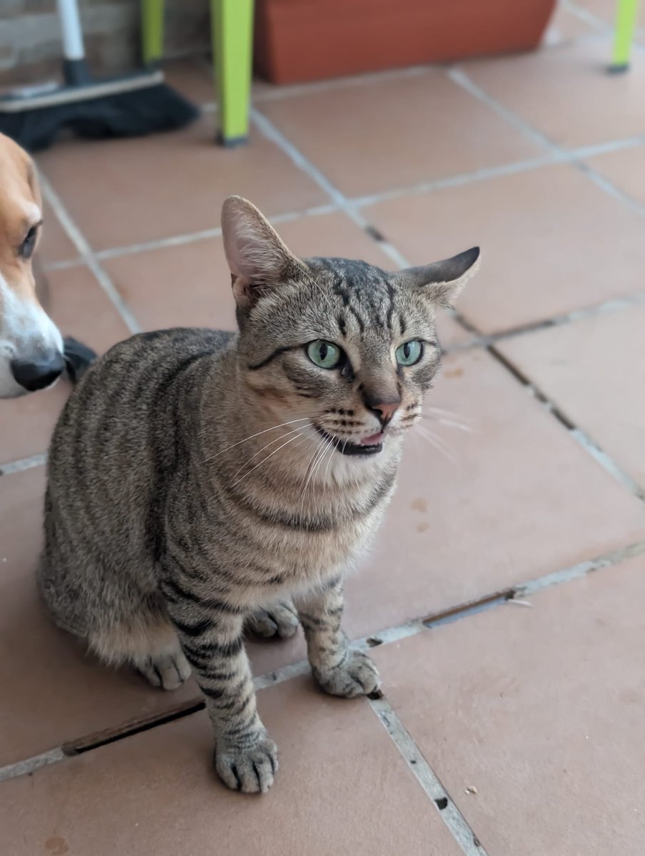 SolDifunde's tweet photo. URGENTE #SEVILLA 🆘🆘🆘

ABANDONADO, PARECE QUE LE HAN ARRANCADO EL CHIP.

ES CASERO, #ACOGIDA URGENTE 🙏🙏 https://t.co/H10z6oEZSH
